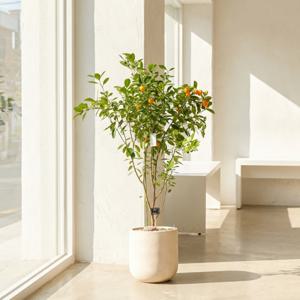 유주나무 특대형 실내화분 플랜테리어 개업 승진 축하화분