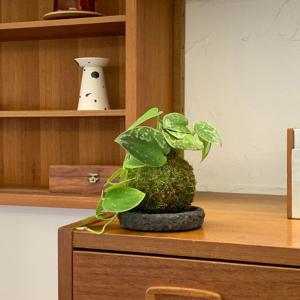 실버리안 픽투스 스킨답서스 에피프렘넘 이끼볼 행잉 코케다마