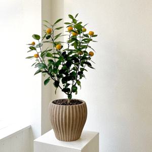 유주나무 사계귤나무 베트남토분 중형 과실수 열매 꽃 집들이 개업 화분