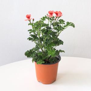 오렌지 랜디 제라늄 소형 야생화 꽃모종 실내공기정화 반려식물