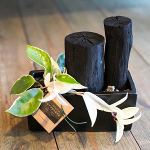 직사각화기에 담긴 공기정화식물과 숯(S)