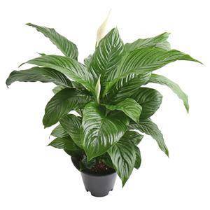 스파티필름 중품 개별배송