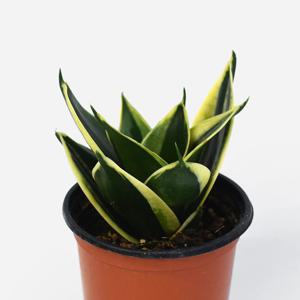 산세베리아 하니 싱그러운 소형 공기정화 식물 모종