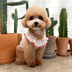 강아지커플룩 프릴 카라 윙 슬리브 강아지 나시