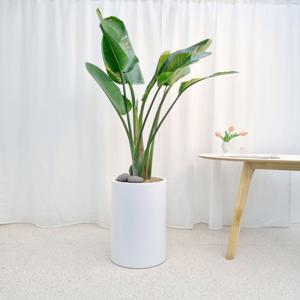 여인초 개업화분 축하 승진 배달 카페 식당 병원 사무실 학원