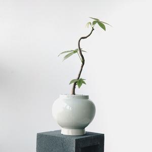 파키라 분재 담월항아리 인테리어 거실화분 집들이 선물