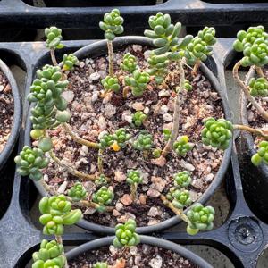 알붐 번식력 좋은 세덤 합식용 다육이 모둠 화분 재료 핑크빛 다육식물