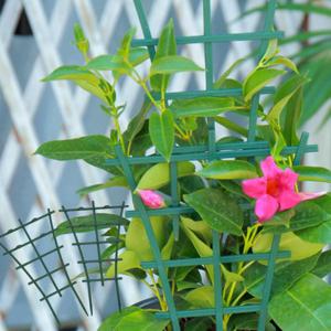 정원 실내 플랜테리어 식물 기르기 지주대 화분 브라켓 넝쿨 지지대 2개