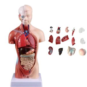 해부학 신체 인체모형 장기 내장 모형 구조 분리형 실습 교육용