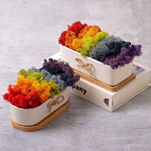 스칸디아모스 이끼 레인보우 화분 공기정화 인테리어 소품 습기 먹는 제습