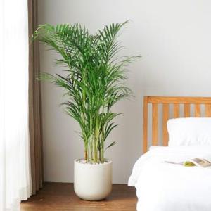 아레카야자 공기정화식물 인테리어 화분