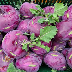 산지직송 제주 콜라비 10kg (15brix내외)