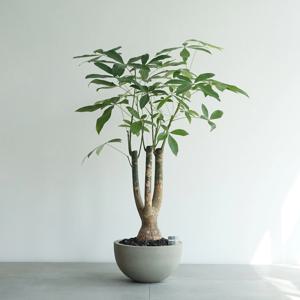 파키라 빈티지 그레이 하프라운드 대형화분 인테리어식물 공기정화화분