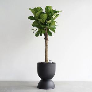 떡갈고무나무 MB-2 무광 블랙 화분 고급인테리어 거실나무 실내식물