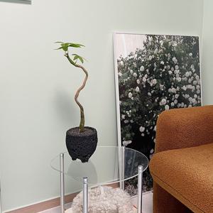 파키라 꼬불이 수형 키우기 쉬운 감성화분 블랙스톤XL