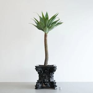 아가베 아테누아타 블랙 코린트화분 고급식물 인테리어화분