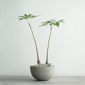 파키라 2두 빈티지 그레이 하프라운드 화분 거실인테리어 공기정화화