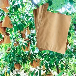 TEMU 과일 보호 가방 - 사과, 복숭아/배/원 trái 망고 레몬 등에 사용되는 과일 및 야채 성장 보호 종이 가방 | 과일 모기 및 새 방지