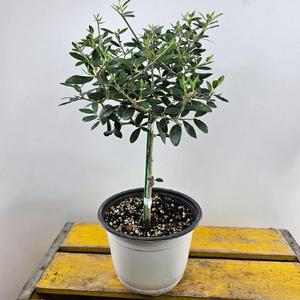 올리브나무(핫도그모헝) 수형짱 높이 25~40CM