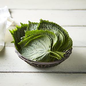밀양 찹찹이 깻잎 당일수확 산지 나물 깨순 깻순 500g 1KG 2KG