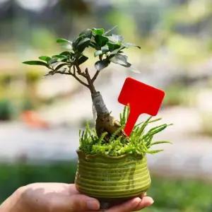 화분이름표 T자형 다육이 꽃 화단 식물 이픔료 레드 (WFJPVYF)