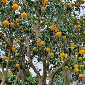 타이벡 감귤 4.5kg(꼬마 한입귤/2S미만)