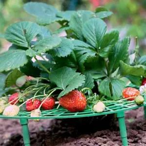 수확받침대 화분 방충 수확률상승 부패막는 딸기흙받침대 (WFJ6EVZ)