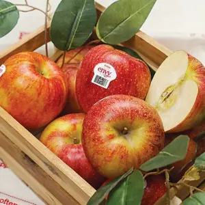정품 국내산 엔비 사과 5kg 소과
