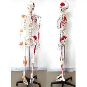 대형 170cm 전신 인대 골격 인체 뼈 모형 과학 뼈다귀