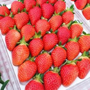 국내산 논산 설향딸기 생딸기 350g 700g 산지발송