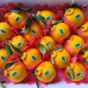 한라봉 못난이 4.5kg