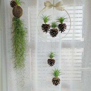 [따랑]틸란드시아 가습솔방울 이오난사행잉플랜트 대