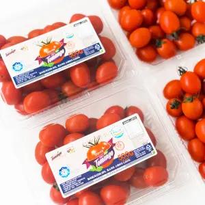 고당도 스테비아 방울토마토 토망고 1kg 2kg