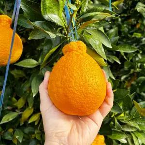 제주 한라봉 못난이/가정용/선물세트 2.5kg/4.5kg 골라담기