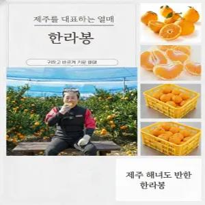 퓨어섬담 제주 못난이 한라봉 가정용 4.5kg