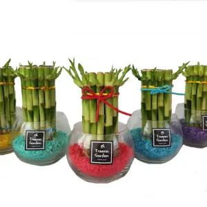 트리앤 유리병 원통 개운죽 수경식 실내화초수경재배 공기정화식물 습도조절식물