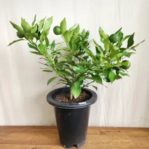 레드향나무 화분 ( 감귤 청귤 한라봉 황금향 레드향 천혜향 금귤 낑깡 유주 깔라만시 )