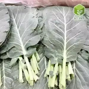 국내산 케일 쌈용 쌈케일 2kg
