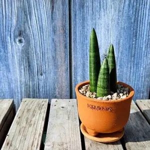 [정해바바] JB-이랑 토분 스투키 - 나사가 인정한 공기정화식물