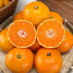 제주 노지 감귤 황금향 천혜향 한라봉 가정용 / 노지감귤 로얄과(S-M) 2kg