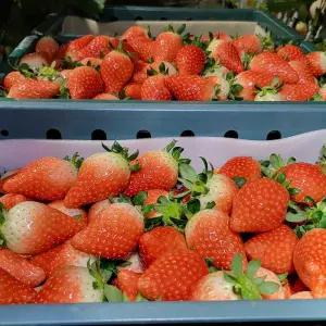 고령 논산 킹스베리 딸기 350g 15과 중 논산딸기 생딸기 고령딸기 겨울딸기 당진딸기