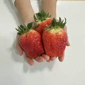 대왕 킹스베리 15과