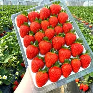 (맛없을시100%환불) 논산 설향 딸기 750g 특대과 프리미엄 특품