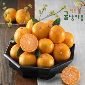 제주 프리미엄 천혜향 가정용 10kg