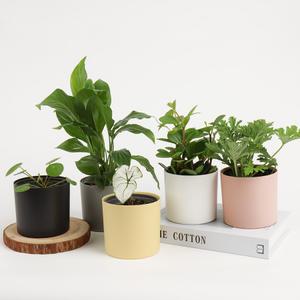 갑조네 커버화분