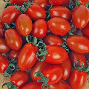보경농장 대추방울토마토 2kg/4kg(1-3번과) 매일수확