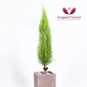 [엔젤스플라워] 율마 중형 관엽식물 공기정화 전국 꽃배달서비스