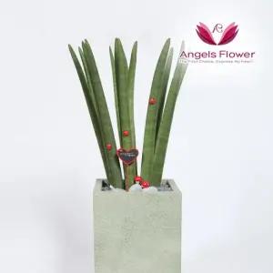 [엔젤스플라워] 스투키 중형 관엽식물 공기정화 전국 꽃배달서비스