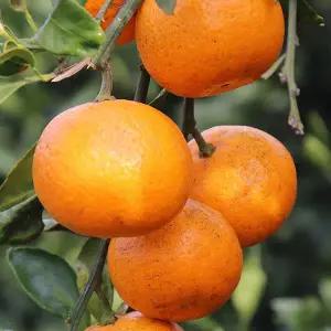 [지투지샵]유기농 제주감귤 5kg