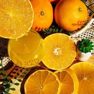 [제주의맛] 고당도 천혜향 3kg~5kg